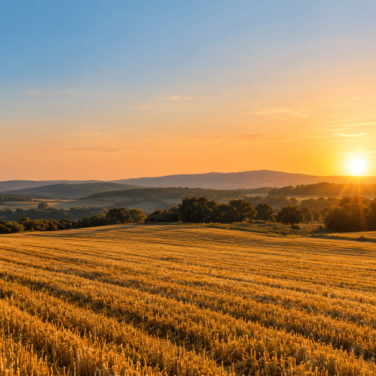 Agricultural fields ready for harvest